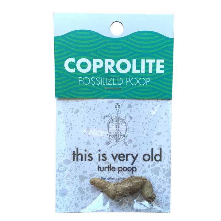 Coprolite Fossil | Compact Curiosities Coprolite Fossil