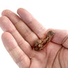 Coprolite Fossil | Compact Curiosities Coprolite Fossil