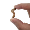 Coprolite Fossil | Compact Curiosities Coprolite Fossil