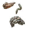 Coprolite Fossil | Compact Curiosities Coprolite Fossil